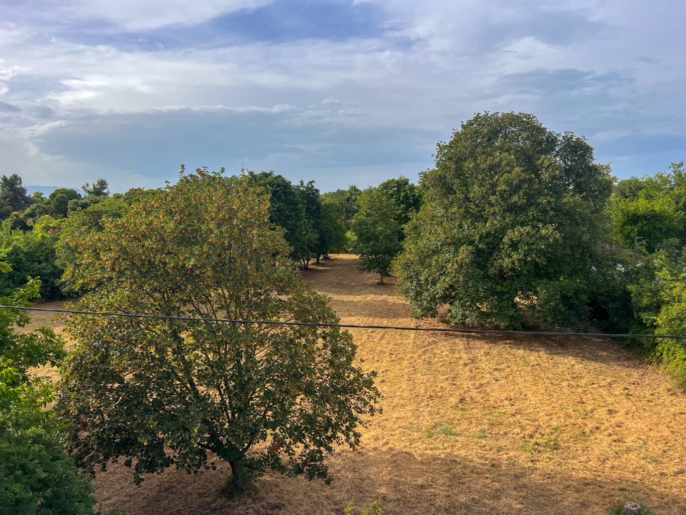 View of a field with trees under a partly cloudy sky on a sunny day.