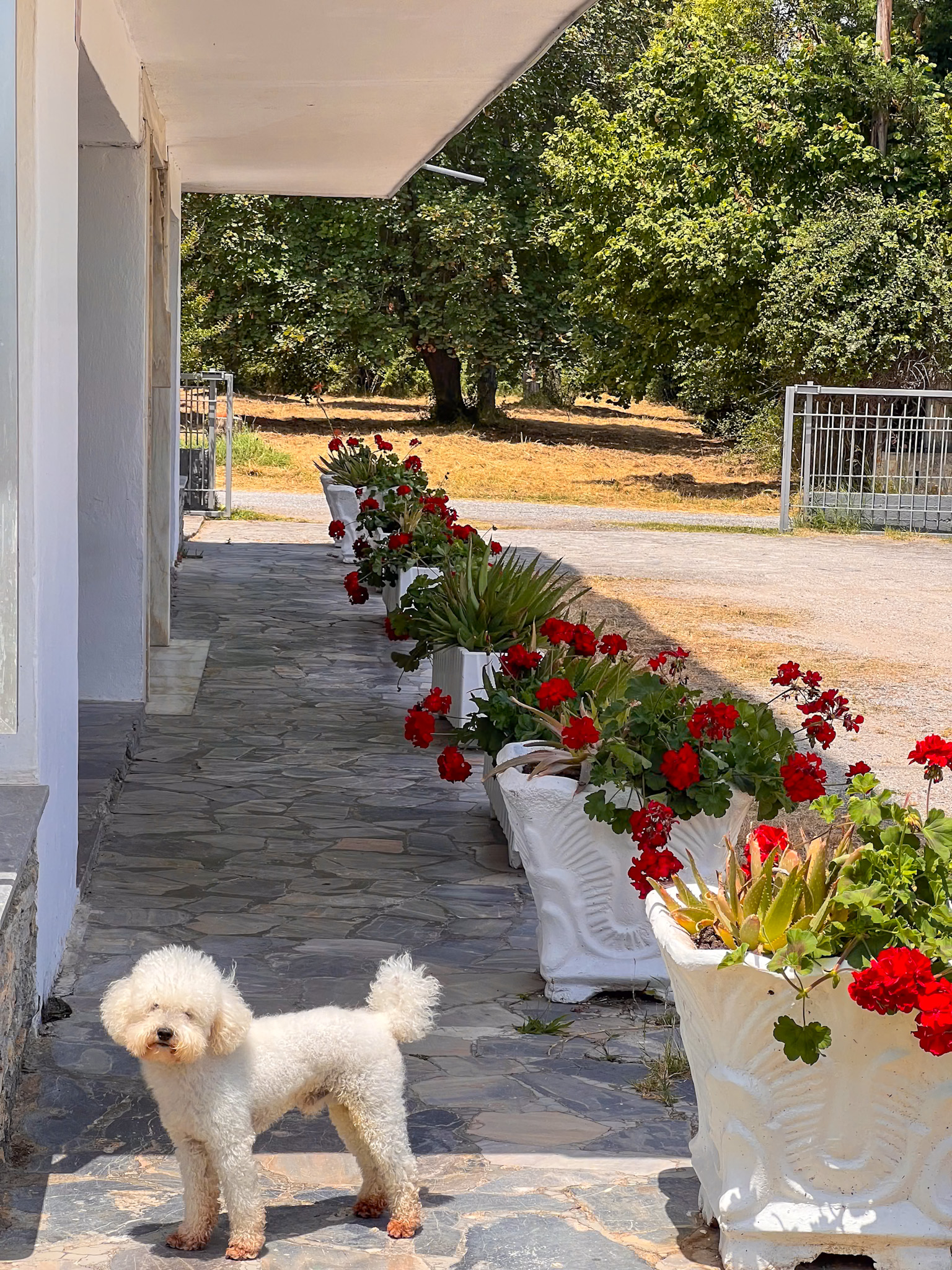 A fluffy white dog stands on a shaded stone path lined with vibrant red geraniums in white pots, at Prado Hotel Apartments, illustrating the pet-friendly environment of the establishment