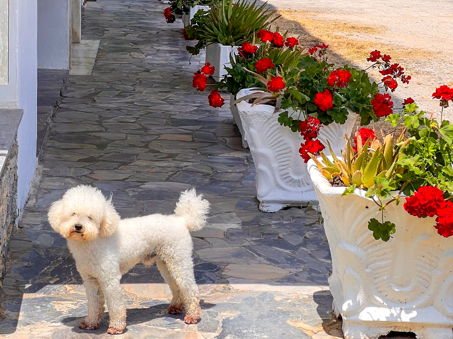 A fluffy white dog stands on a shaded stone path lined with vibrant red geraniums in white pots, at Prado Hotel Apartments, illustrating the pet-friendly environment of the establishment