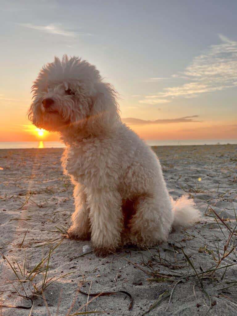 Олимпийская Ривьера в мае — собака на пляже Gritsa рядом с Litochoro